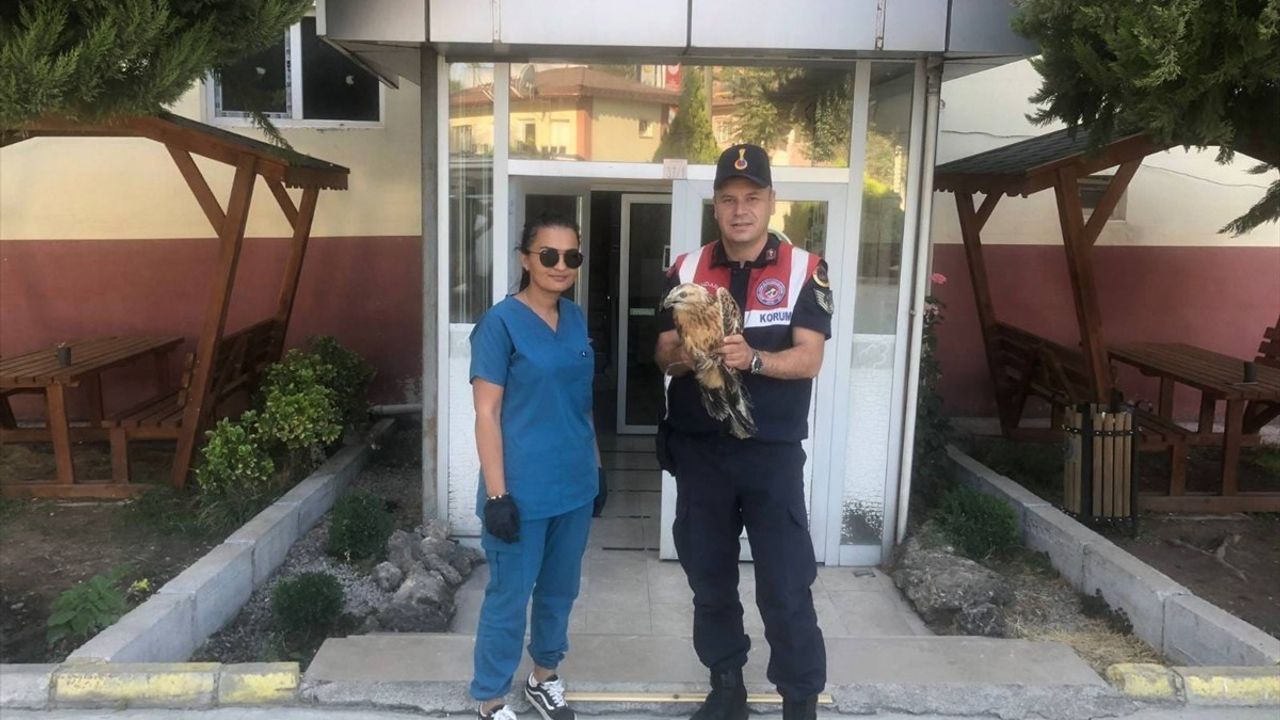 Tokat'ta Yaralı Kızıl Şahin Tedavi Altına Alındı