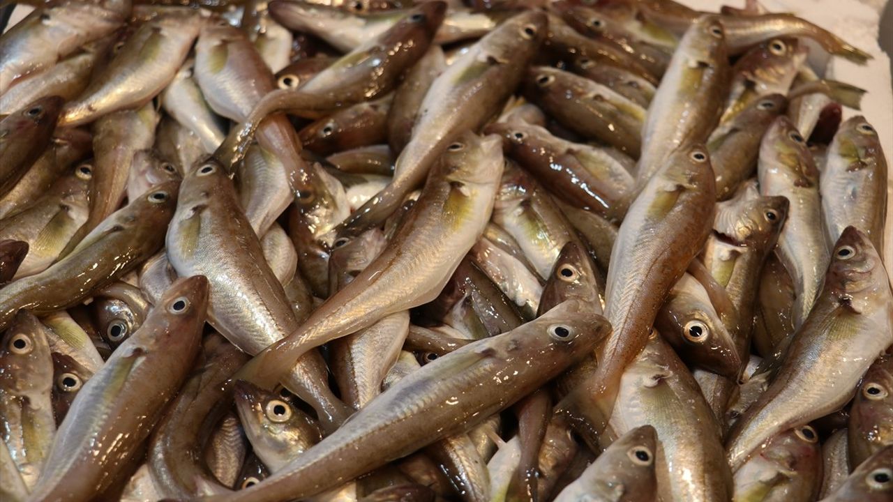 Trabzon'da Mezgit ve İstavrit Tezgahları: Fiyatlar ve Hamsi Beklentisi