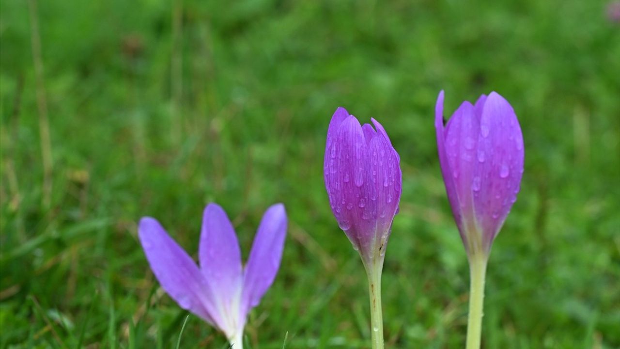 Trabzon'un Yüksek Kesimlerinde Sis: Kadıralak Yaylası'nda Büyüleyici Manzaralar