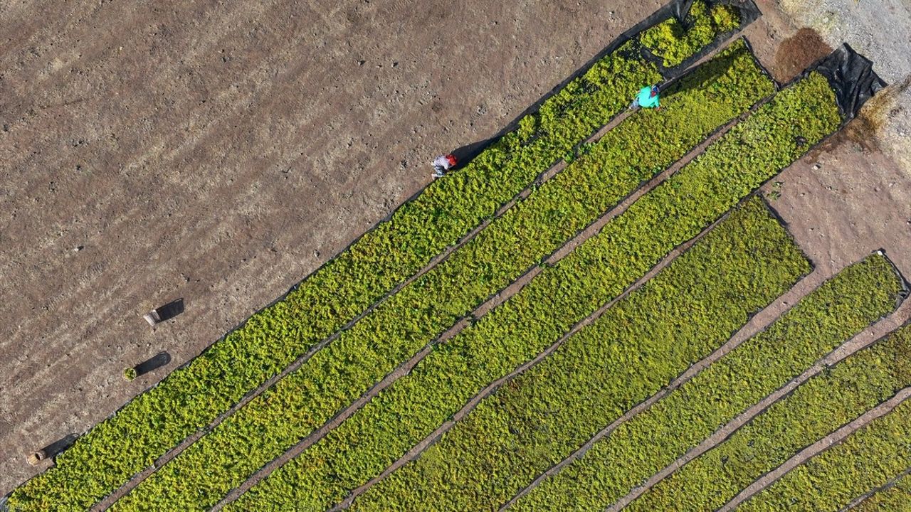 Türkiye'nin kuru üzüm ihracatı 546,5 milyon dolarla rekor kırdı