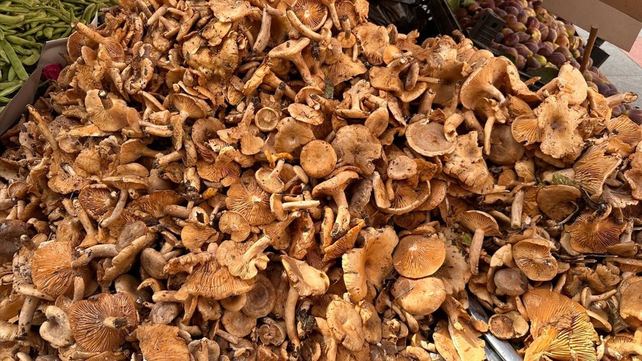 Uzmandan Uyarı: Doğadan Toplanan Mantarlar Ölümcül Zehirlenmeye Yol Açabilir
