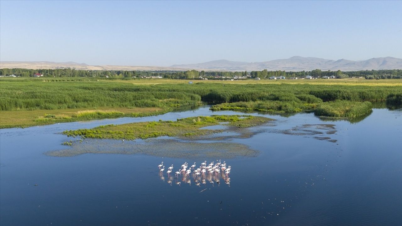 Van Gölü'nde Kuraklık: Flamingoların Barınma Alanları Daralıyor