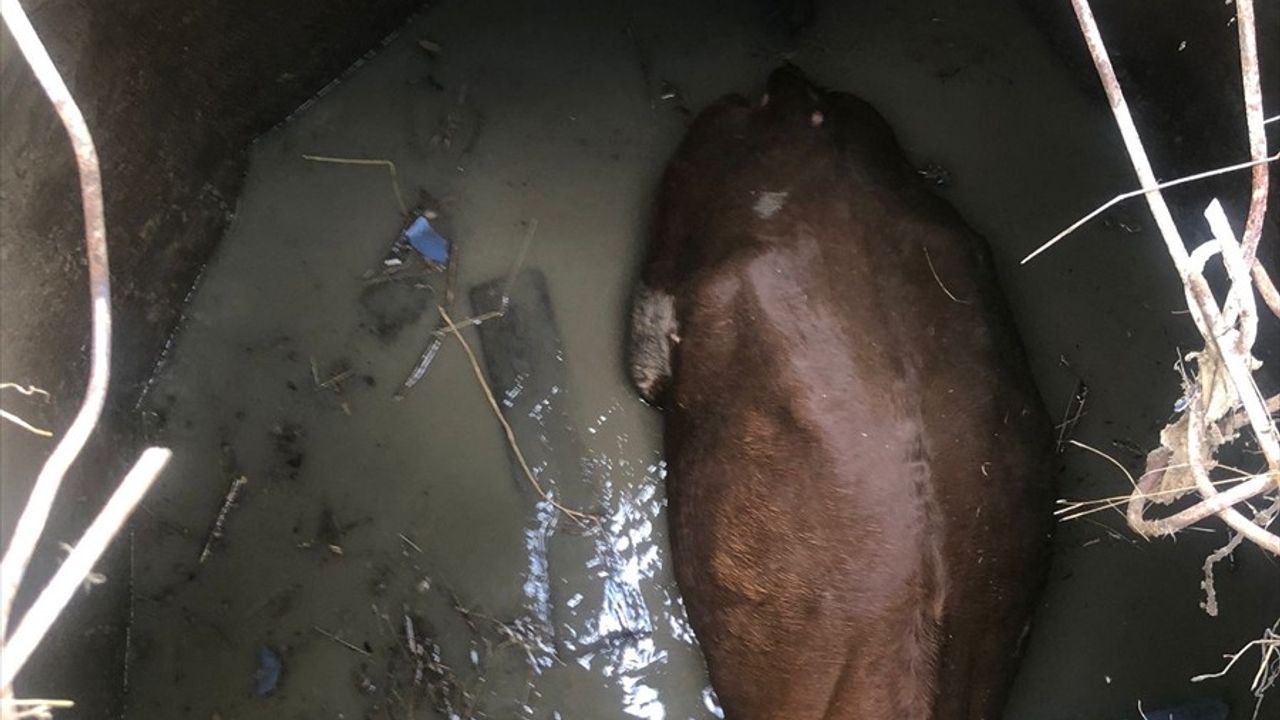 Yozgat'ta Su Kuyusuna Düşen İnek İş Makinesiyle Kurtarıldı