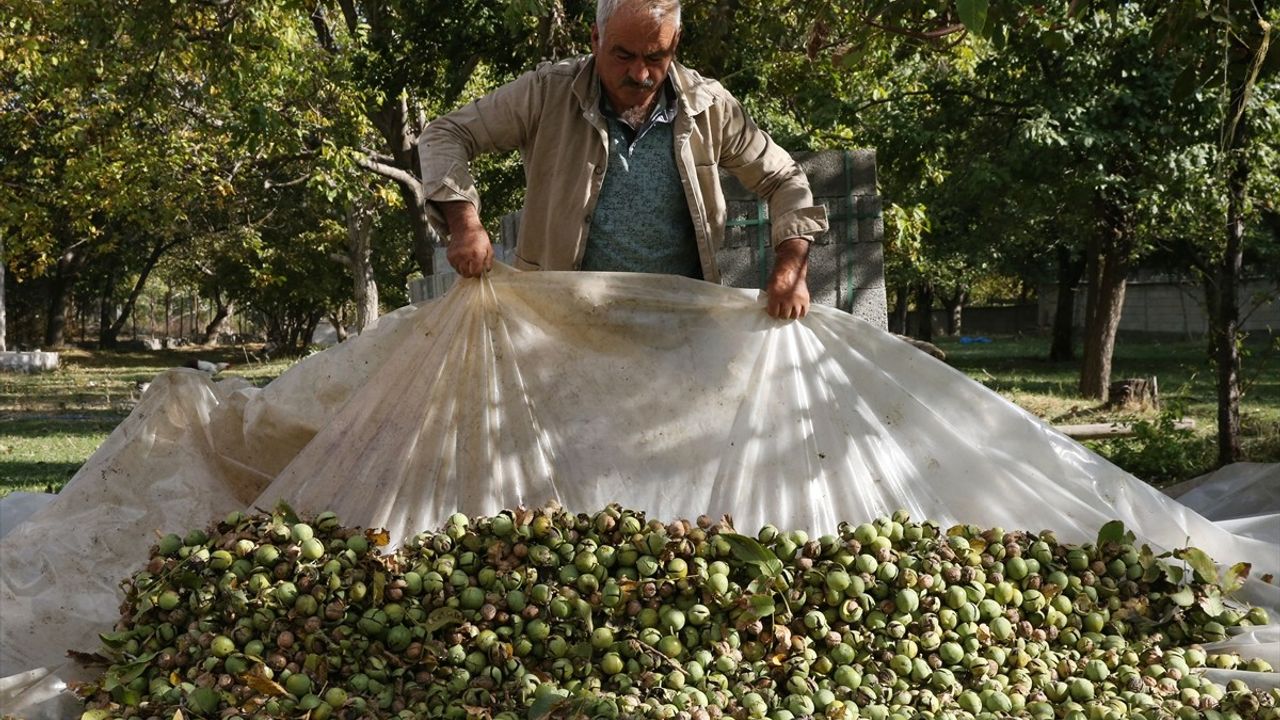 Adilcevaz Cevizinde Rekolte Artışı: Üreticiler Sevindi