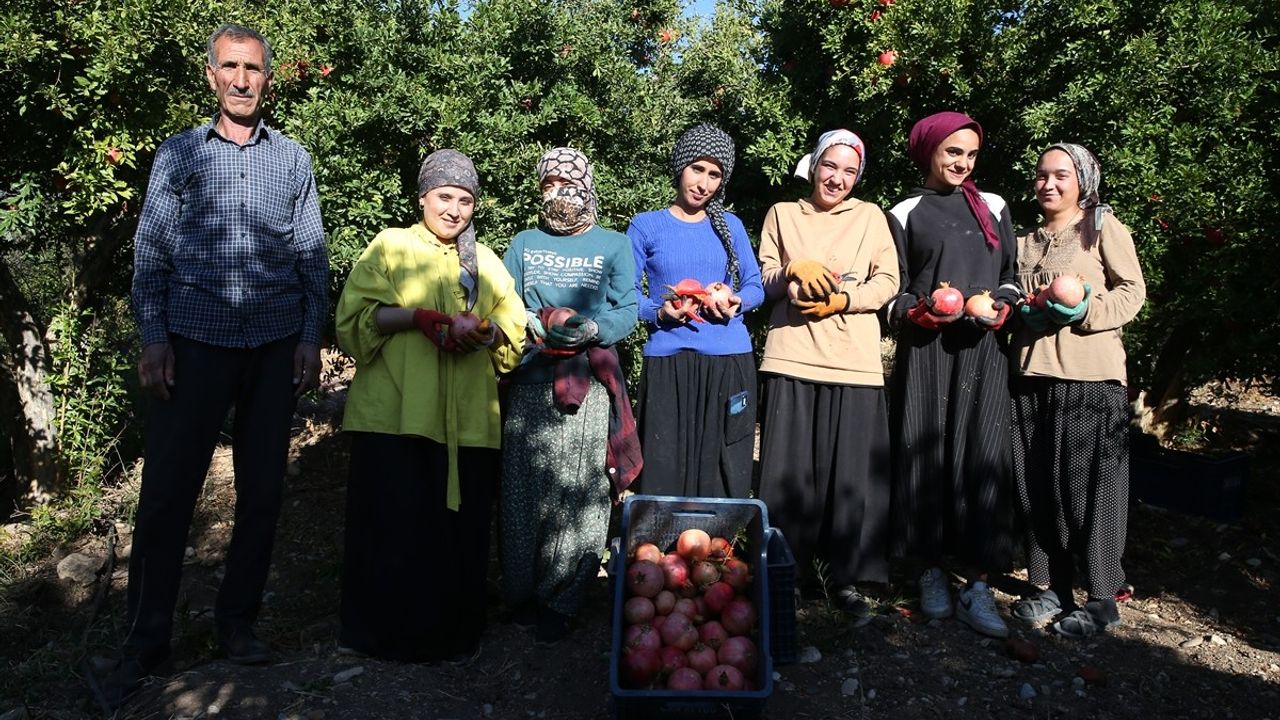 Adıyaman'da 19 bin 250 Dekar Alanda Nar Hasadı Başladı