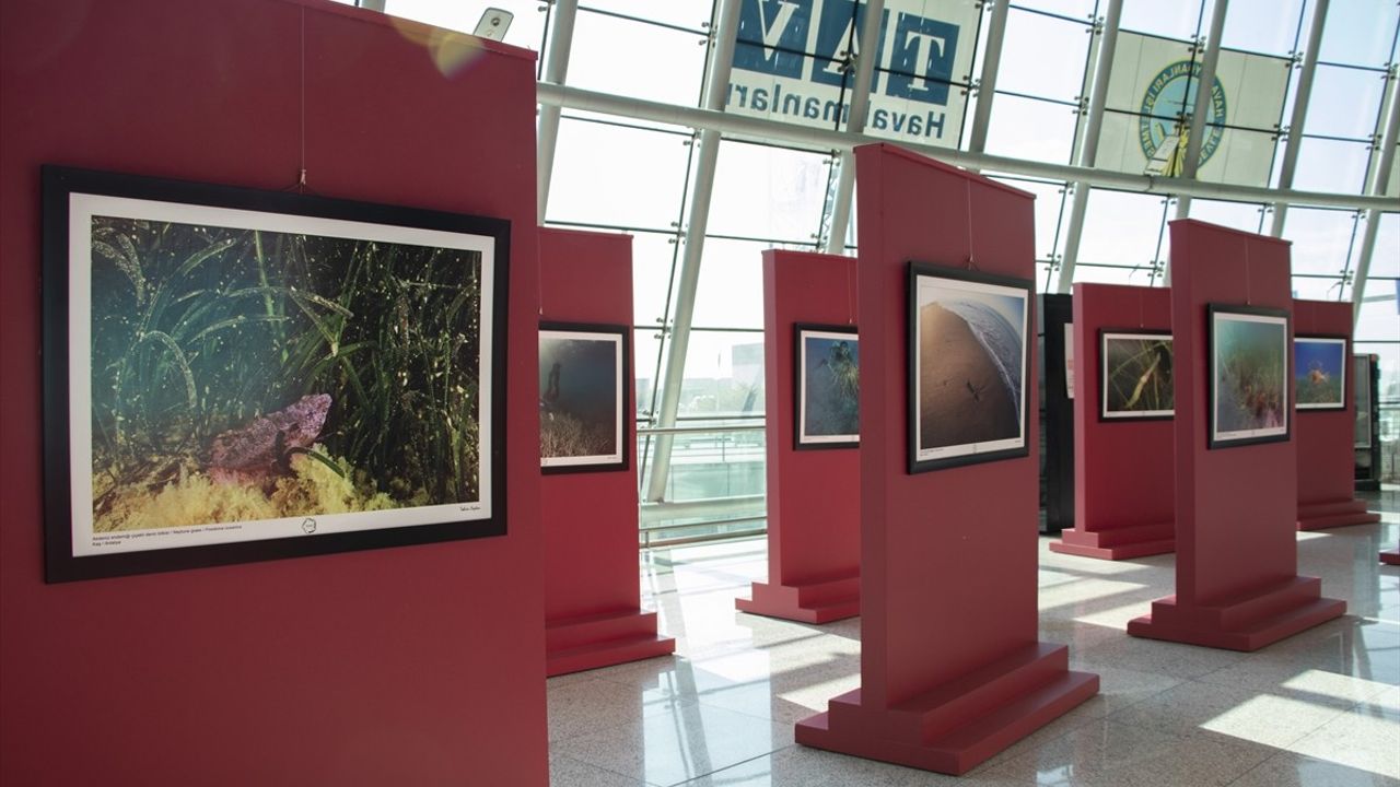 Akdeniz'de Nesli Tehlike Altında Olan Türler Sergisi Başkentte Açıldı