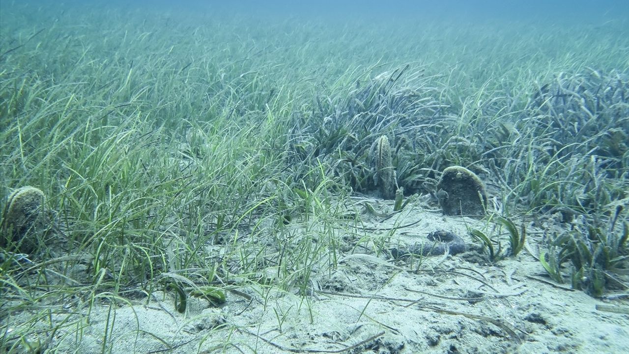 ALEMDAR II Seferi: Marmara Denizi Güneyinde Müsilaj Tespit Edilmedi