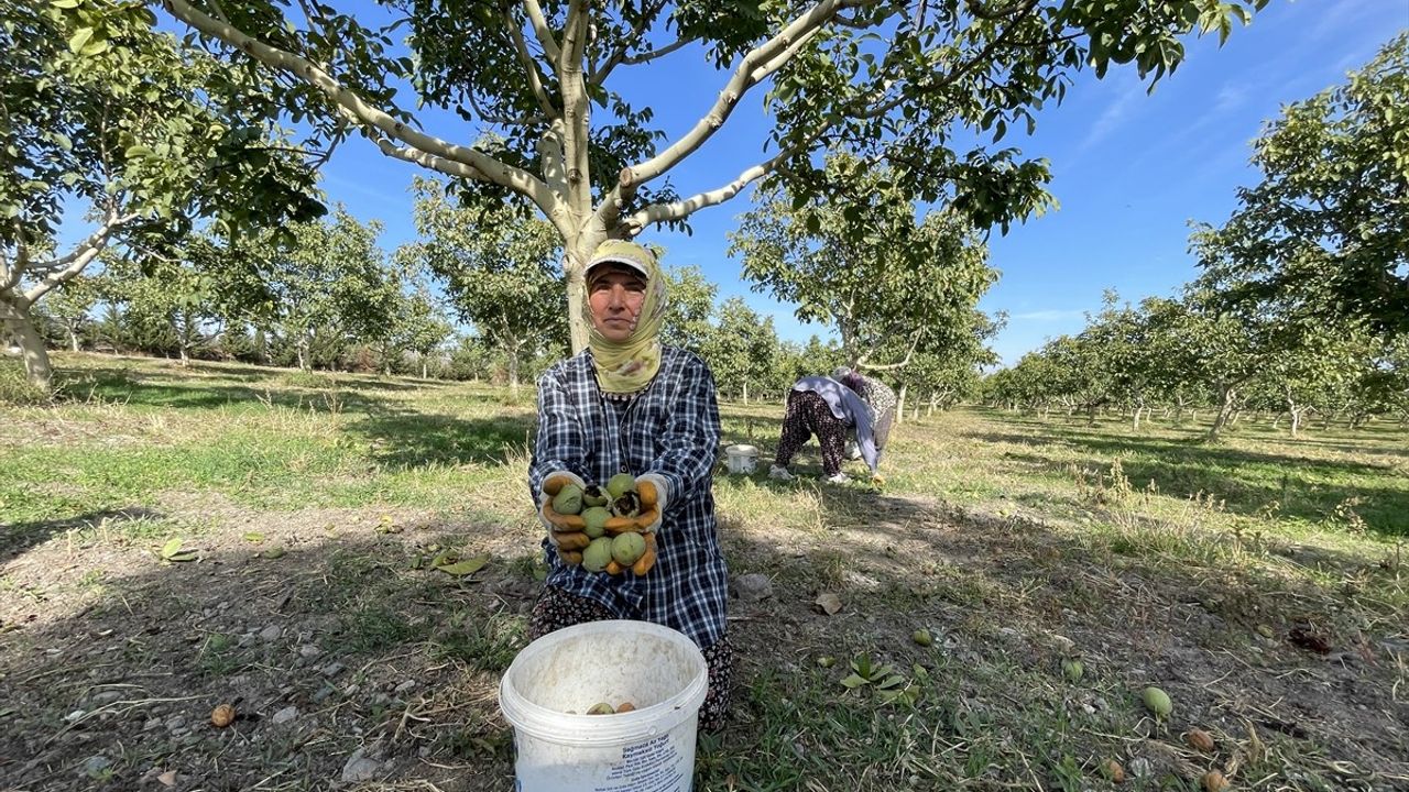 Amasya'da Ceviz Hasadına Vali Bakan ve Milletvekili İpek Katıldı