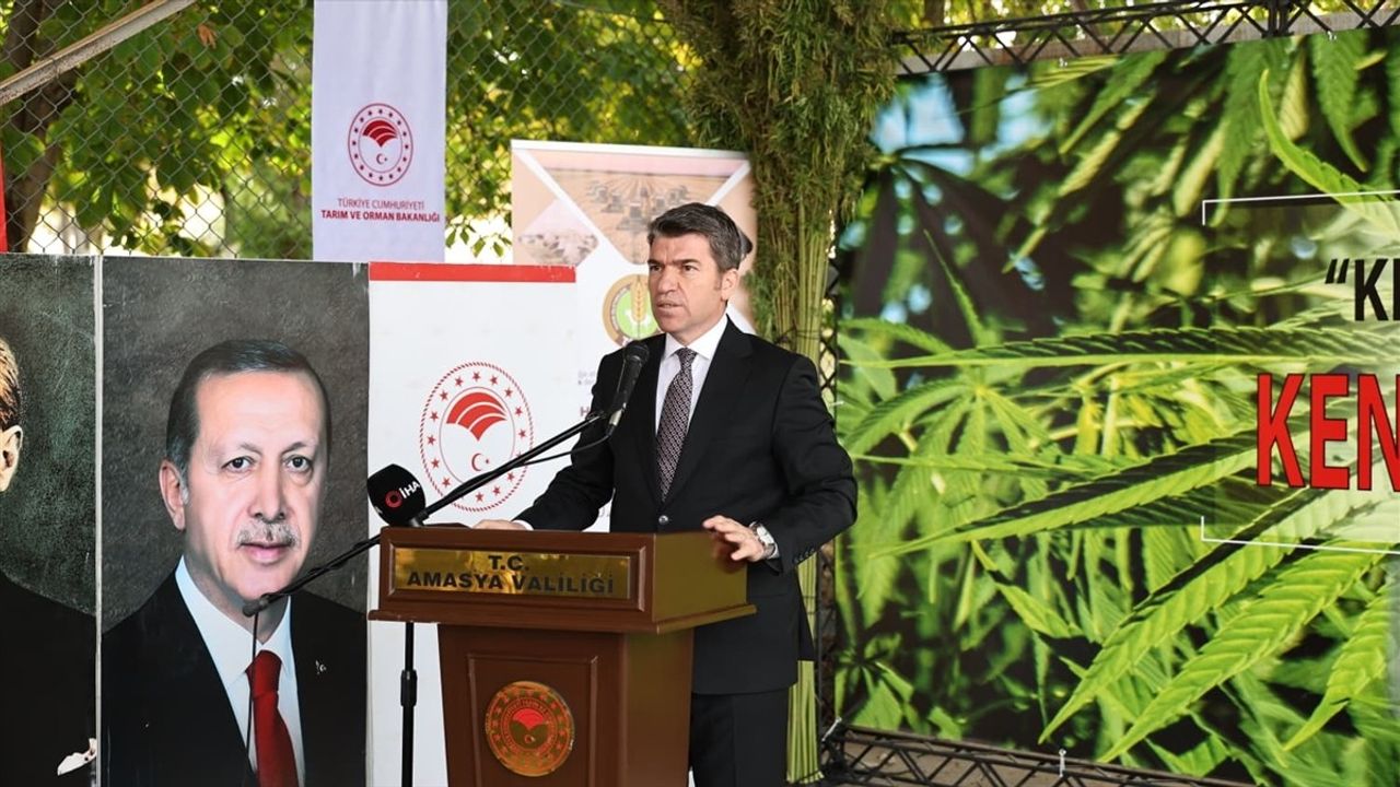 Amasya'da Yerli ve Milli Vezir Kenevirinin Hasadı Başladı