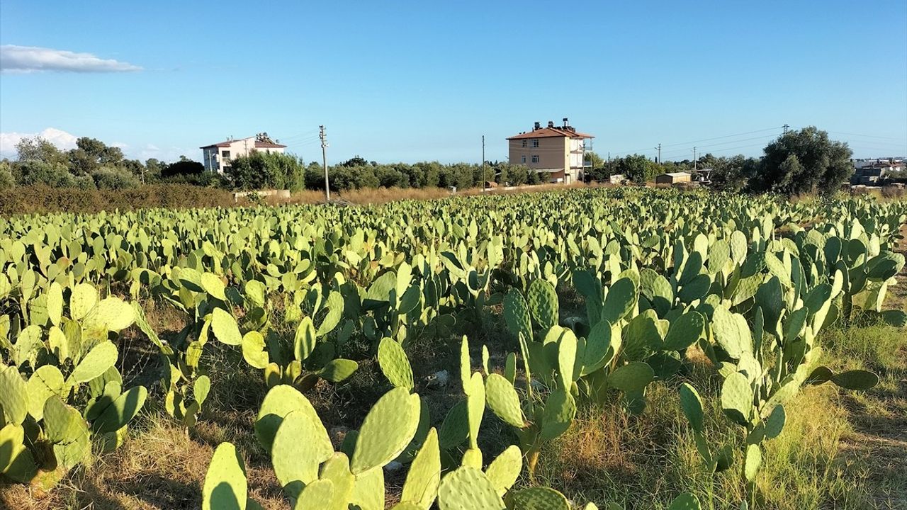 Antalya'da Dikenli İncir Üretimi Yaygınlaşıyor: Manavgat'tan Yurtiçi ve İhracat