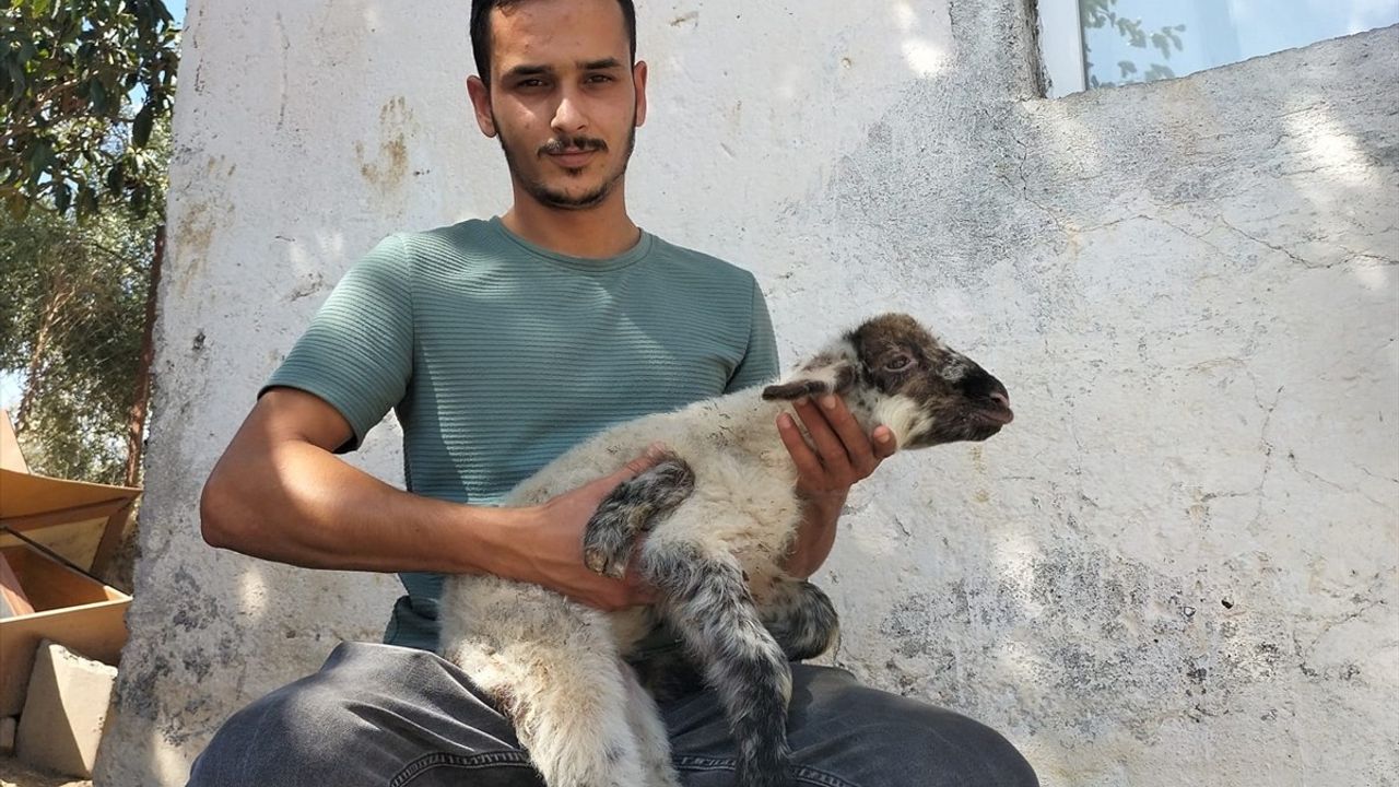 Antalya Manavgat'ta 5 Ayaklı Kuzu Dikkat Çekti