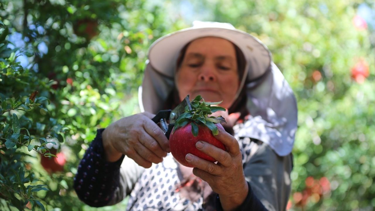 Antalya, Nar Üretimi ve İhracatında İlk Sırada