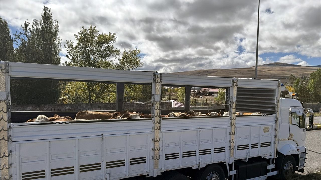 Ardahan'da Şap Karantinası Kaldırıldı, Hayvan Sevkiyatları Hızlandı