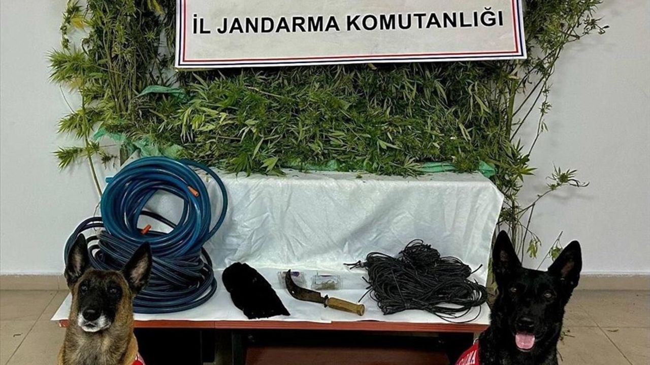 Arhavi'de Uyuşturucu Operasyonu: 15 kilo 451 gram Esrarla Zanlı Tutuklandı