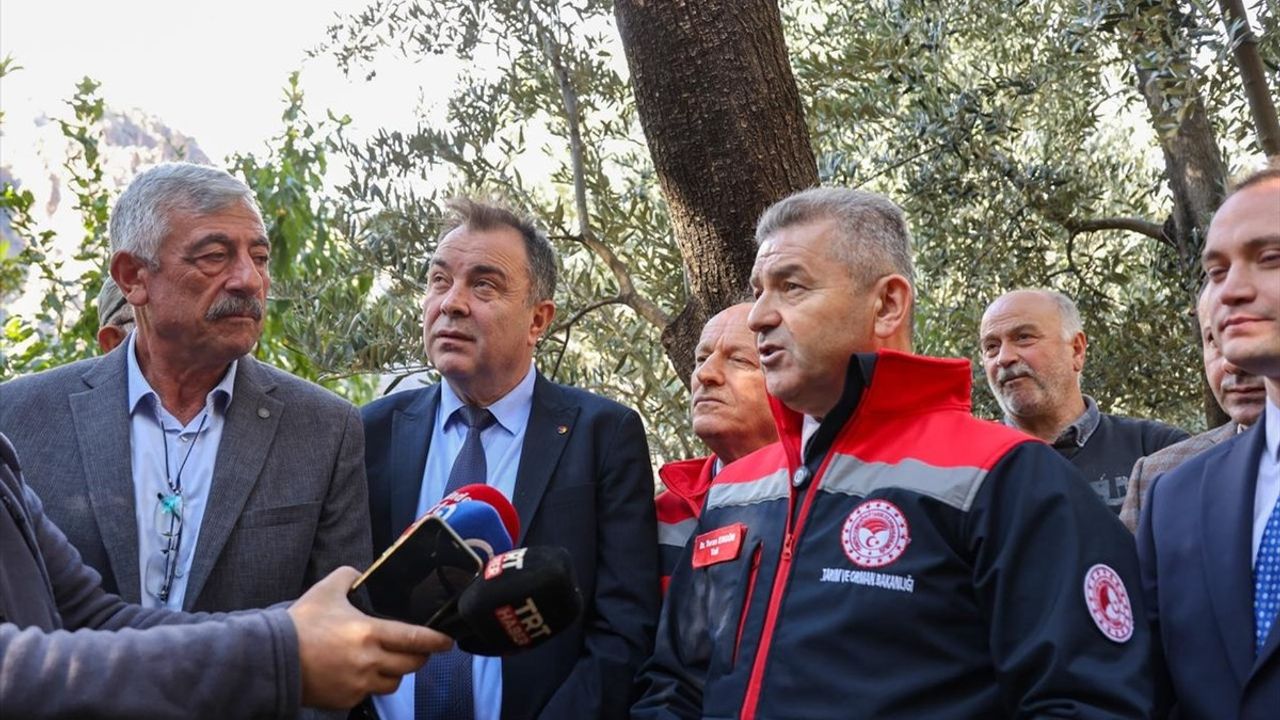 Artvin'de 'Butko Zeytini' Hasadı Başladı: 2025 Sezonu Açıldı