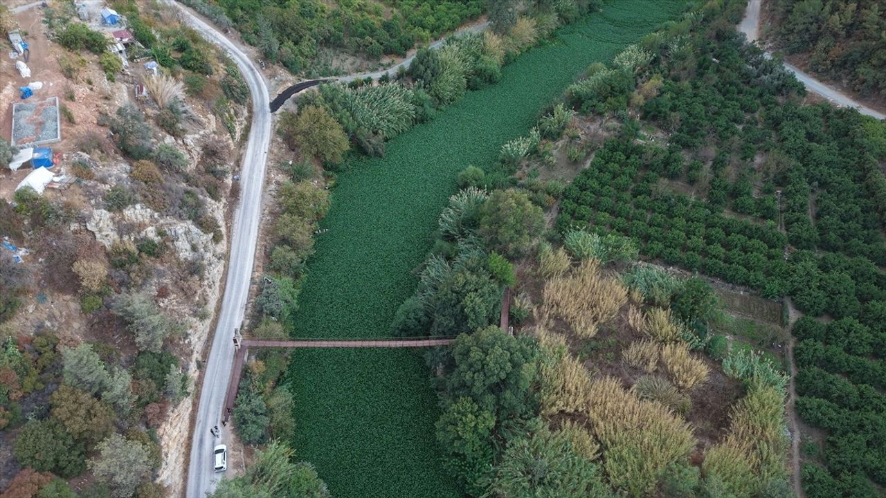 Asi Nehri'ni Su Sümbülleri Yeniden Sardı — Hatay Samandağ'ta Endişe