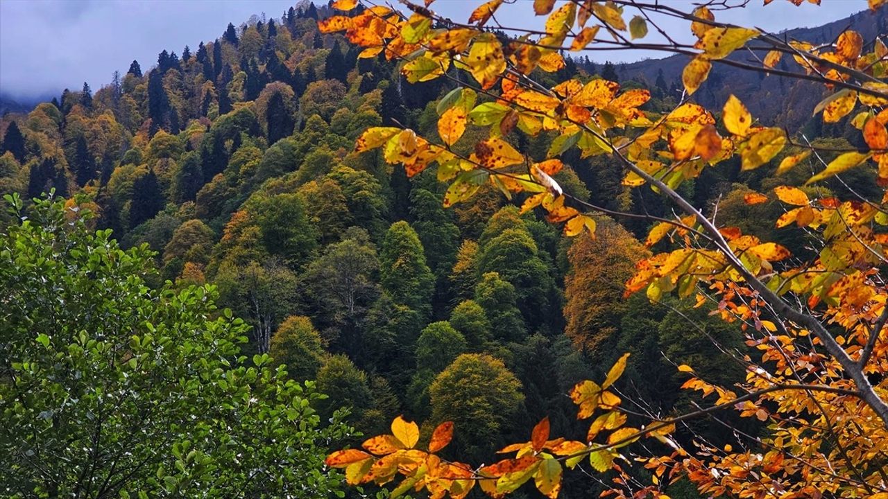 Ayder Yaylası'nda Sonbahar Renkleri: Rize'de Görsel Şölen