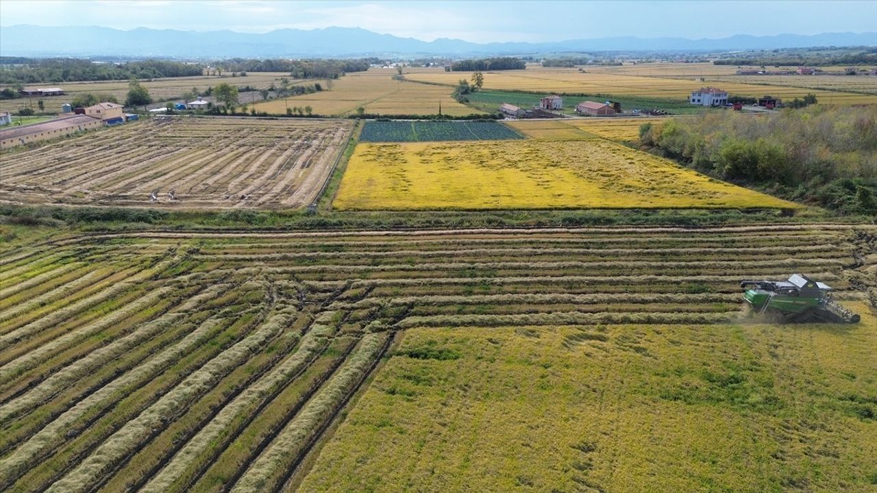 Bafra Ovası'nda çeltik rekoltesi 117 bin tonu aşacak