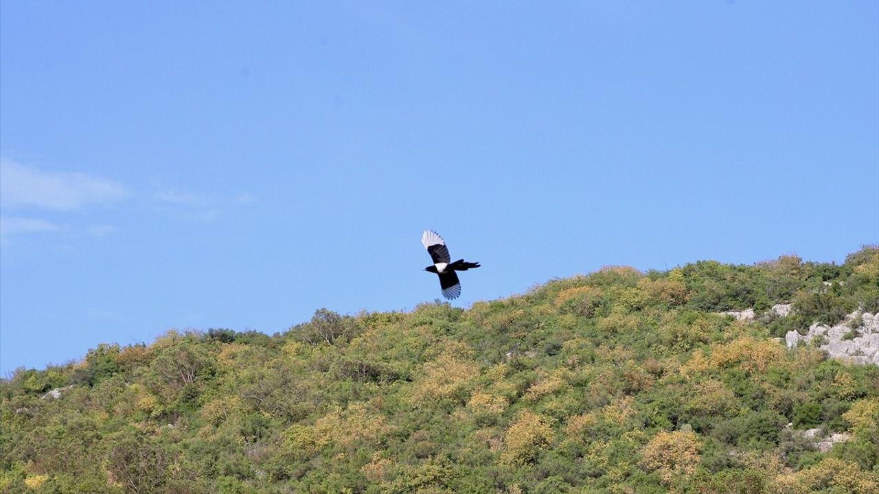 Ballıkayalar Kanyonu'nda Sonbahar: Gebze'nin 1,5 km'lik Yürüyüş Rotası