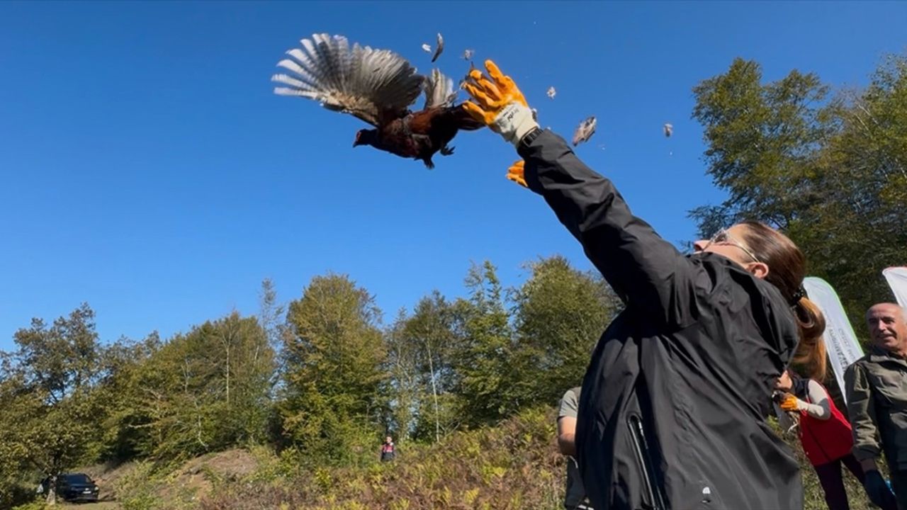 Bartın'da Kahverengi Kokarca Mücadelesi: 250 Sülün Doğaya Salındı