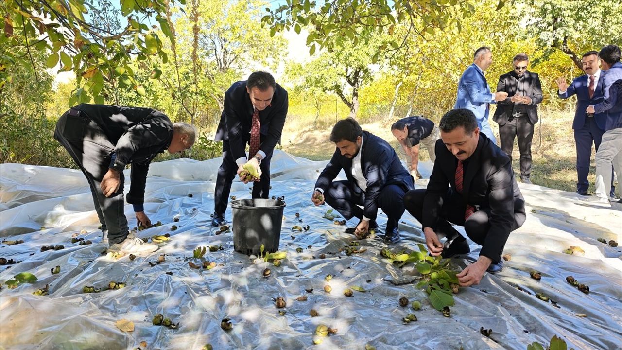 Bitlis Valisi Ahmet Karakaya Adilcevaz'da Ceviz Hasadına Katıldı
