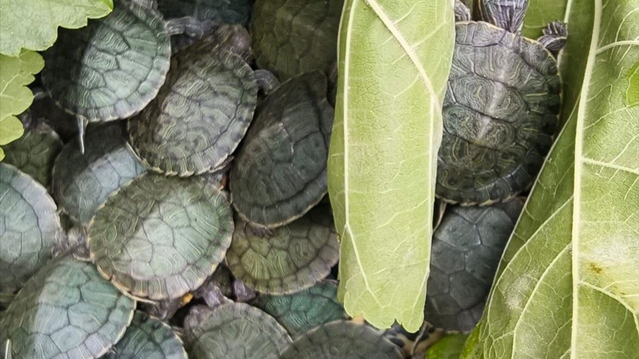 Bolu'da Otobüste 500 Kırmızı Benekli Su Kaplumbağası Ele Geçirildi