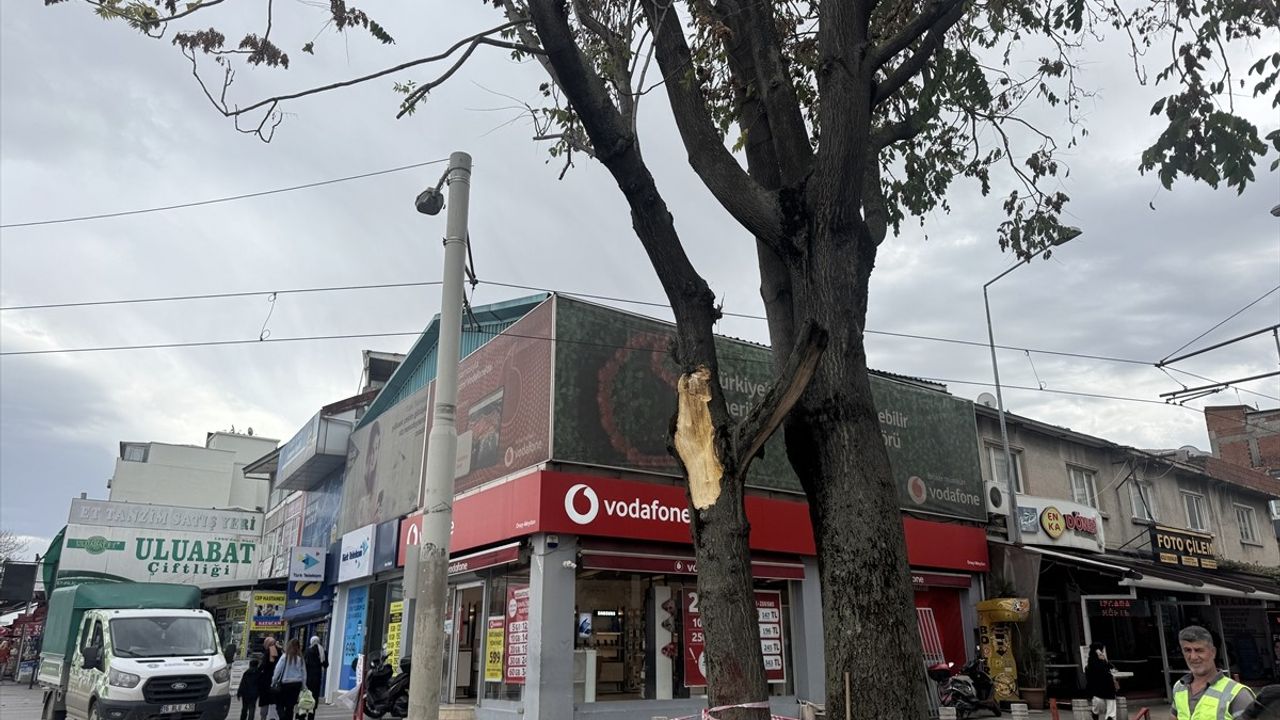 Bursa'da Kuvvetli Lodos Ağaçları Devirdi, Araçlar Zarar Gördü