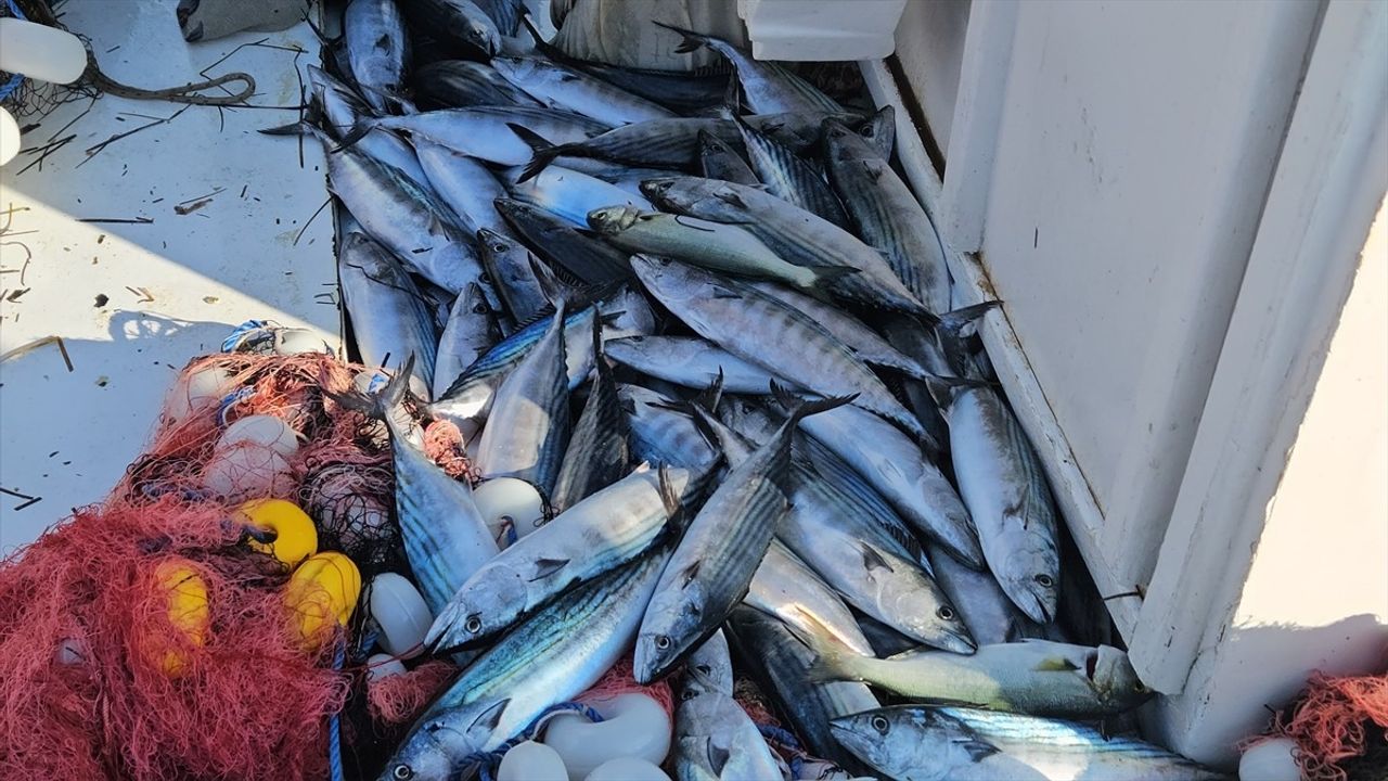 Çanakkale'de Lüfer Ağına 1000 Palamut Takıldı