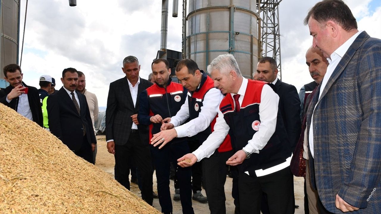 Çankırı Kızılırmak'ta Törenle Çeltik Hasadı: 25 Bin Ton Beklentisi