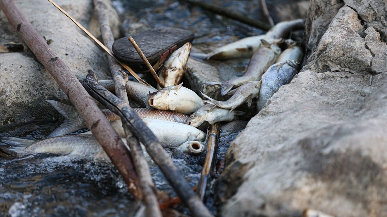 Ceyhan Nehri'nde Balık Ölümleri: Adana'da İnceleme Başlatıldı