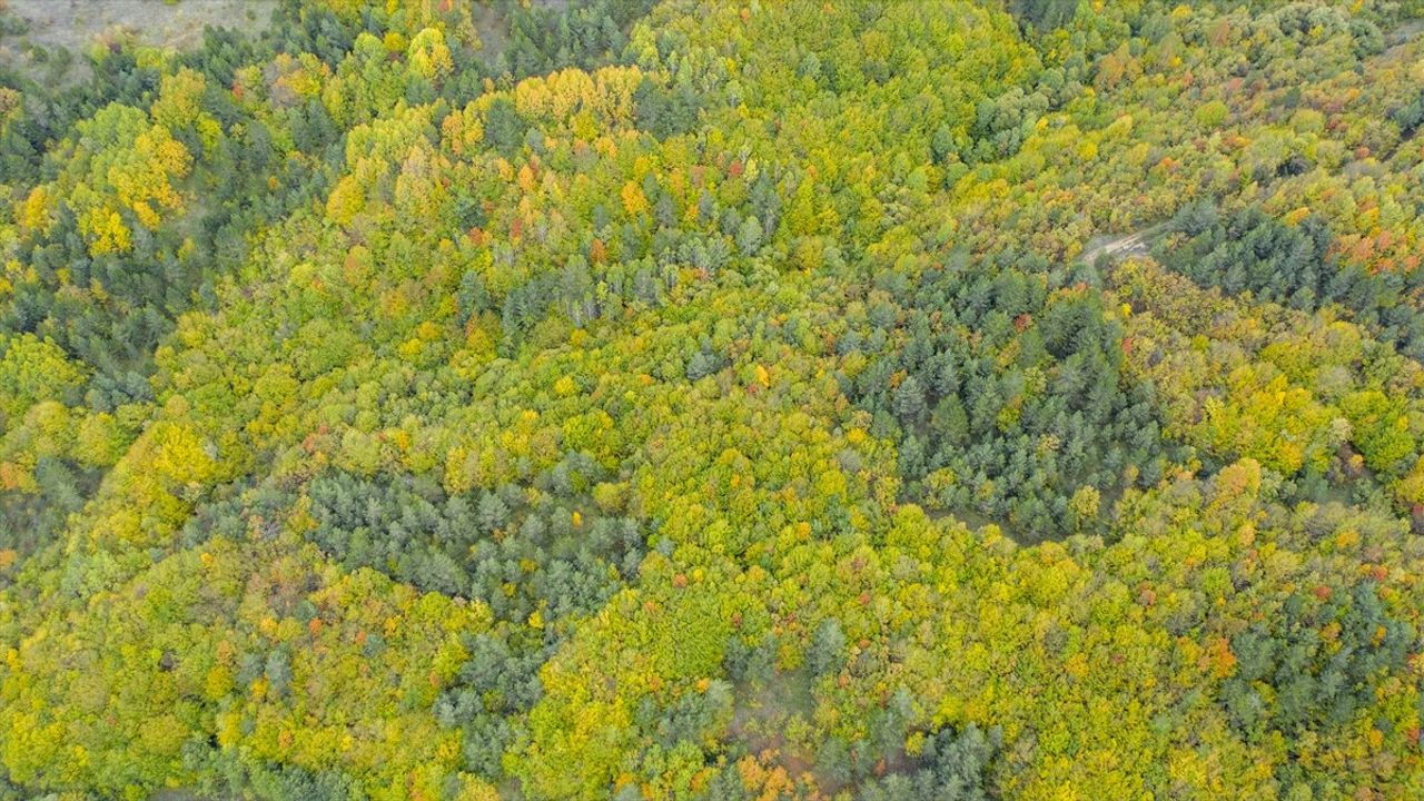 D-100'de Sonbahar Şöleni: Bolu Dağı'nda Renk Cümbüşü