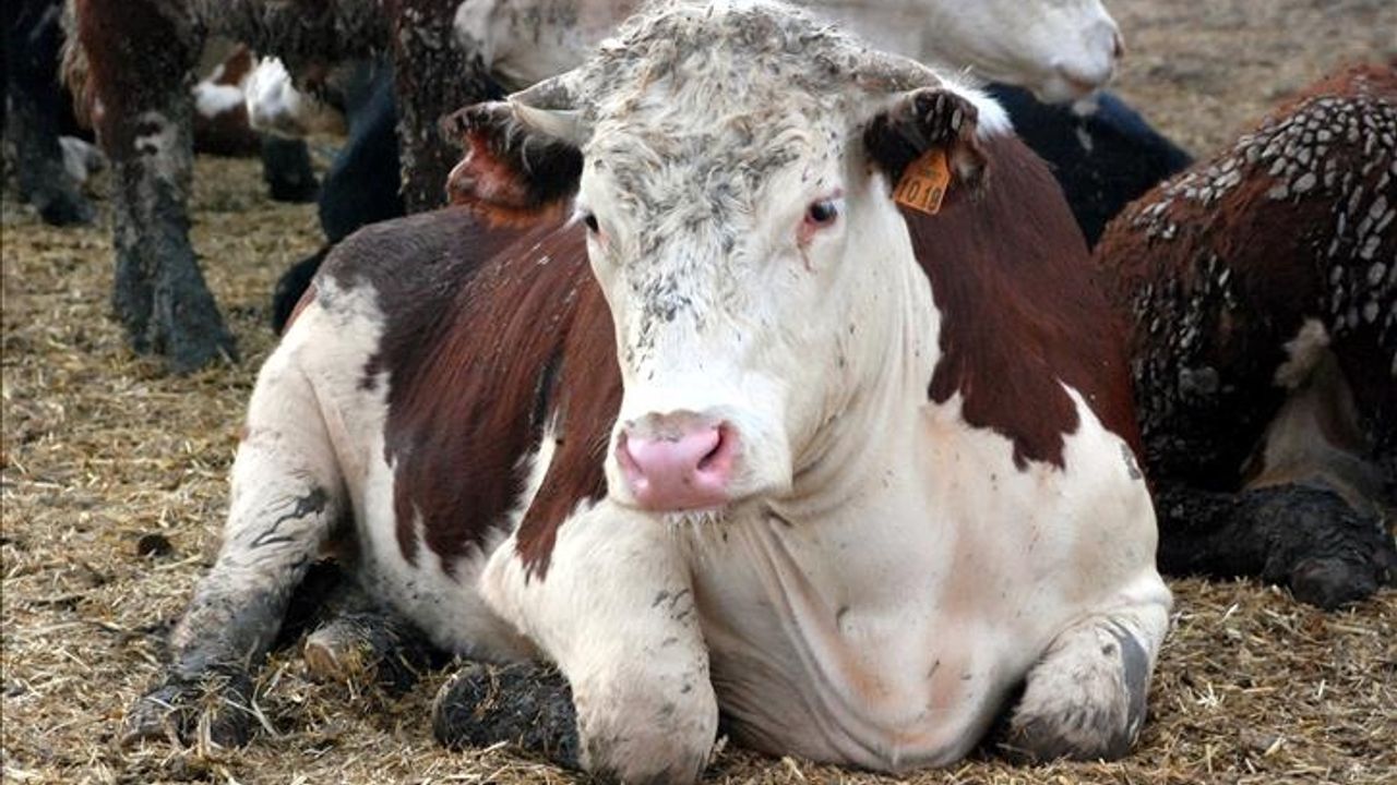 Deli Dana Alarmı: Bolu'da vCJD Pozitif Vaka — Ankara'dan Sonra İkinci Teşhis