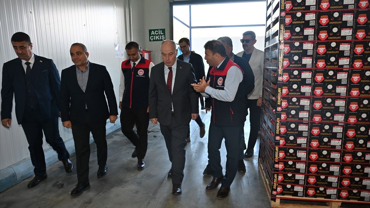 Denizli'de İhracatlık Nar Hasadı Başladı — Pamukkale'den AB'ye Sevkiyat