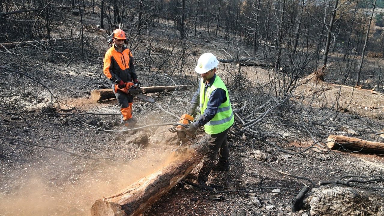 Denizli ve Uşak'ta 20 yılda 306 milyon fidan toprakla buluştu