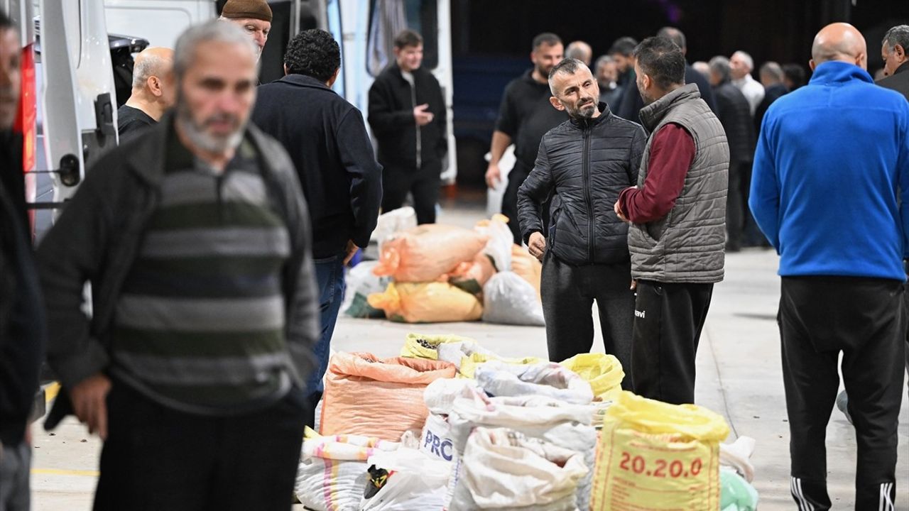 Düzce'de 'Düzce kuzusu' Kestane Mezadı Açıldı — Fiyatlar 250-400 TL