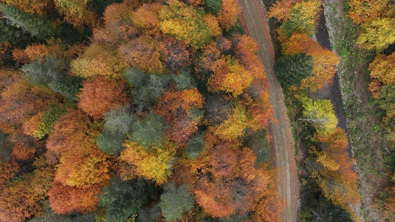 Düzce, Sakarya ve Bolu'da Sonbahar Renkleri Görsel Şöleni