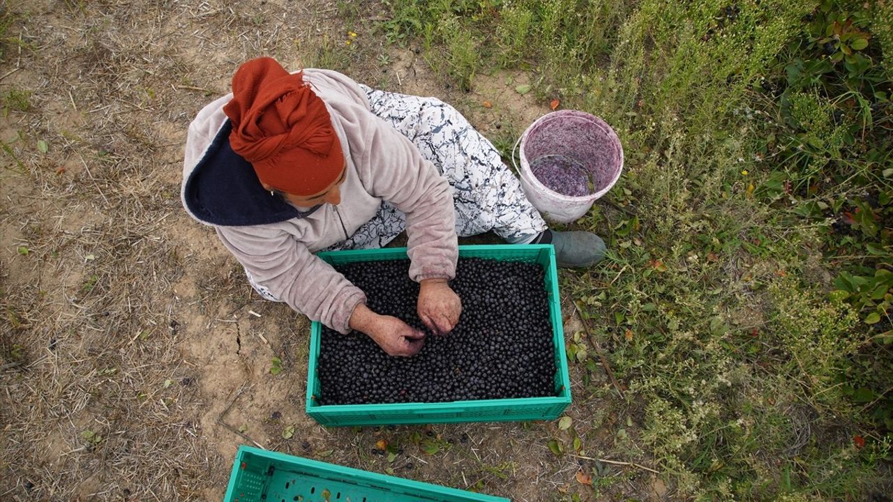 Edirne'de Aronya Hasadı Başladı: 'Süper Meyve' İlgi Görüyor