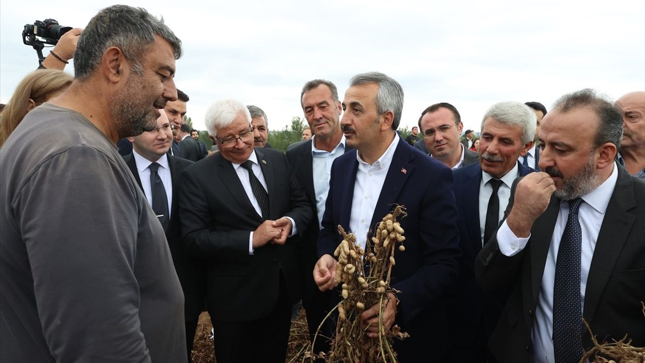 Edirne’de Fıstık Festivali: En Güzel Fıstık Seçildi