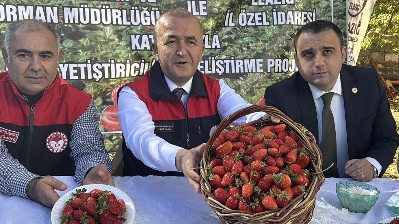 Elazığ Maden'de 20 Bin Hibe Çilek Fidesi Toprakla Buluştu