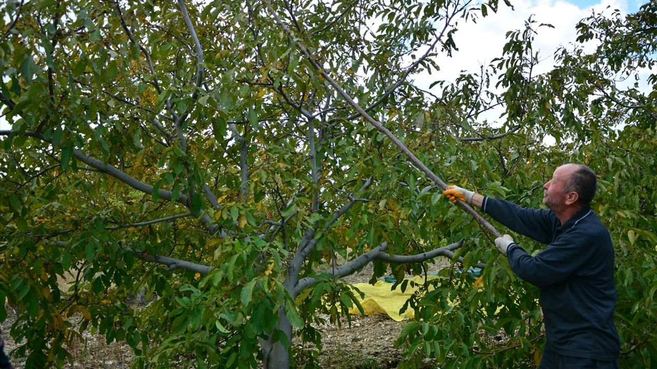 Emeklilikte Ceviz Üretimi: Demirci'de Hüseyin Sönmez'in 10 Dönümlük Başarısı