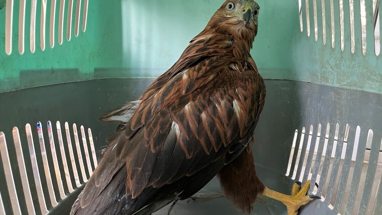 Erzurum'da 2 Kızıl Şahin, 1 Ay Bakımın Ardından Doğaya Salındı