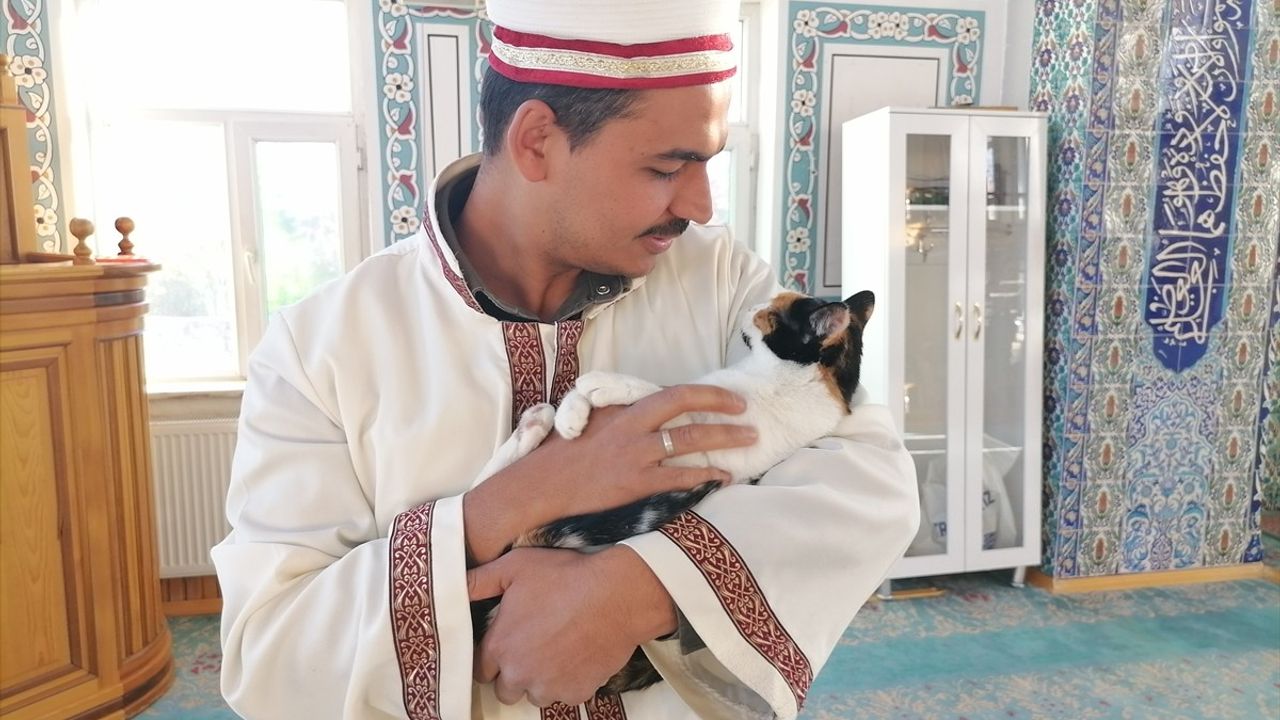 Erzurum'da İmamın Kedi Şefkati: Camide Leğende Bakım