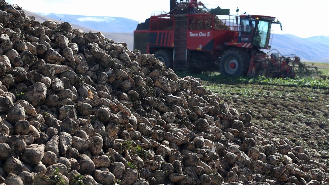 Erzurum'da Şeker Pancarı Ekim Alanı Yaklaşık Yüzde 40 Arttı