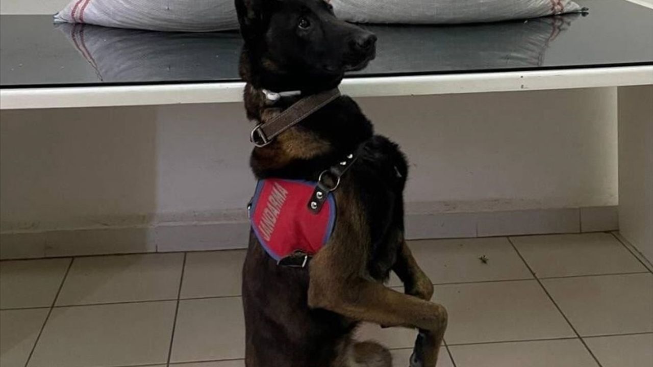 Erzurum Pasinler'de 32 Kilogram Esrar Ele Geçirildi: 1 Zanlı Tutuklandı