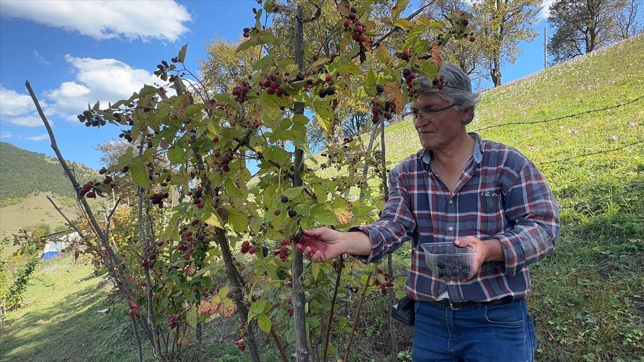 Giresun Dereli'de Ahududu ve Böğürtlen Hasadı: Üreticiye Ek Gelir