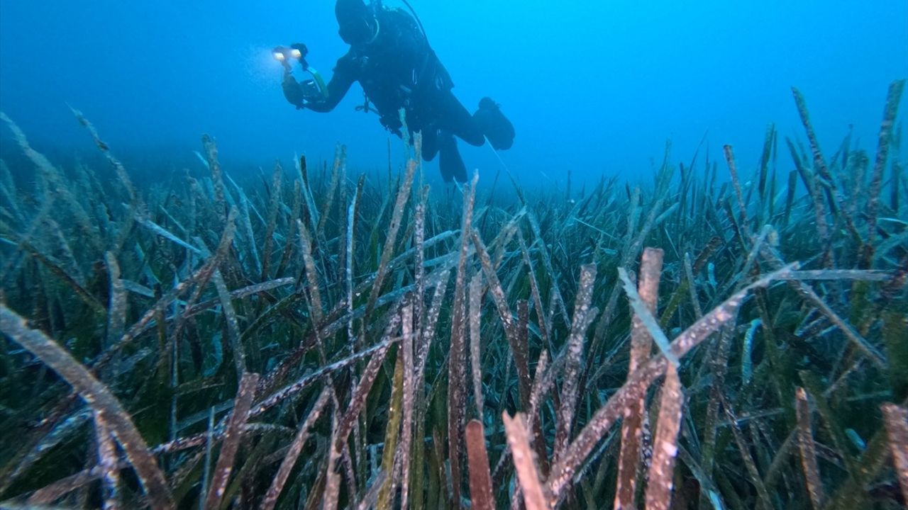 Göcek'te Deniz Çayırı Transplantasyonunda Başarı: 10 Bin Kökün %70'i Hayatta