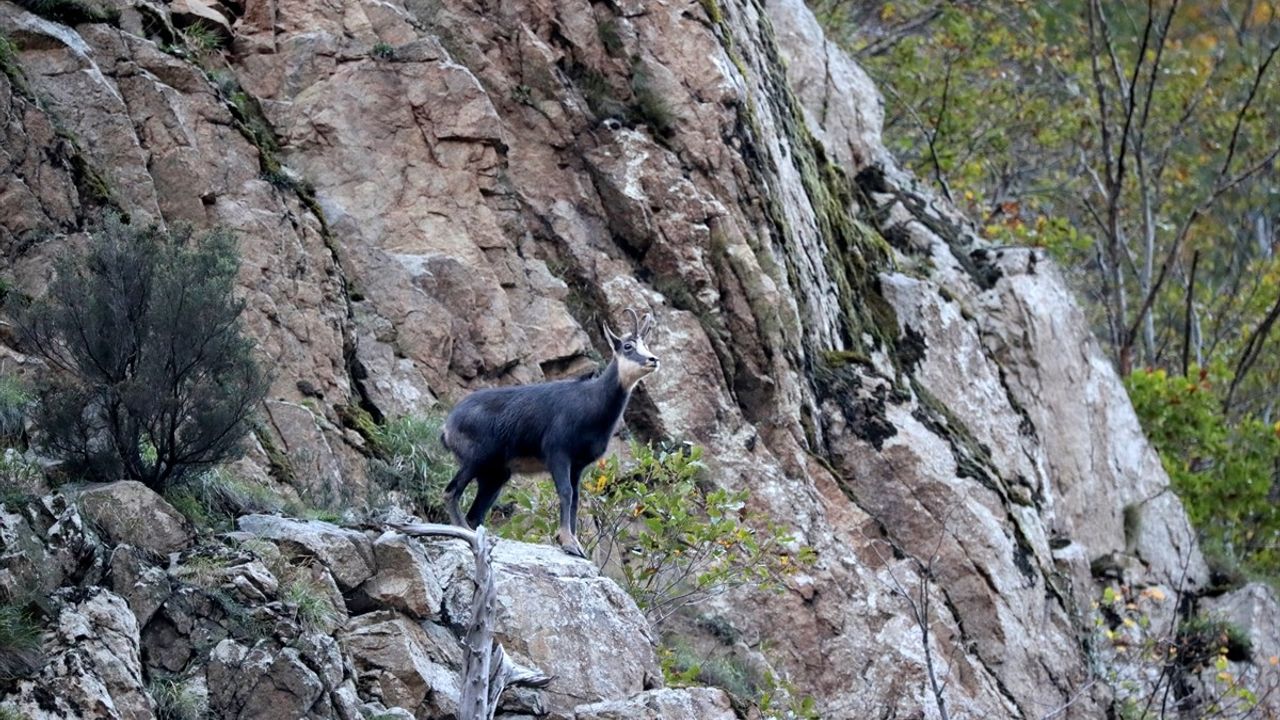 Gümüşhane'de koruma altındaki çengel boynuzlu dağ keçileri dronla görüntülendi