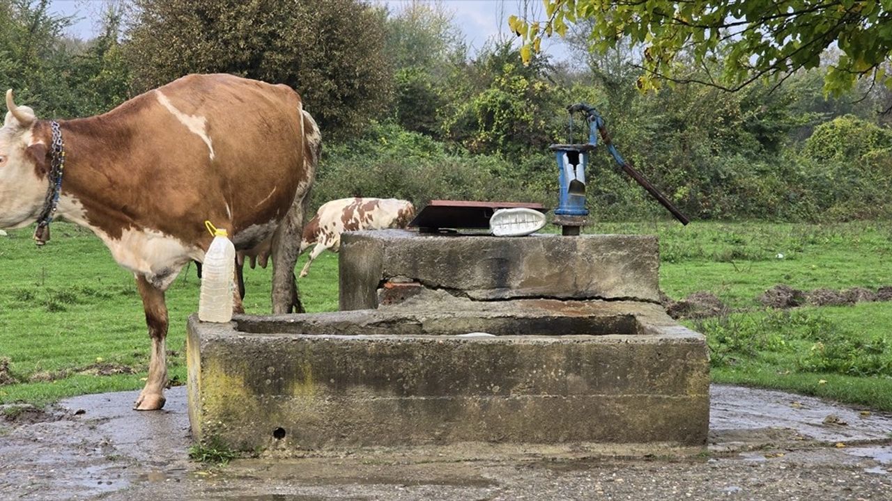 Hasret Akkuzu'nun Ölümü: 1 Şüpheli Aydın'da Yakalandı