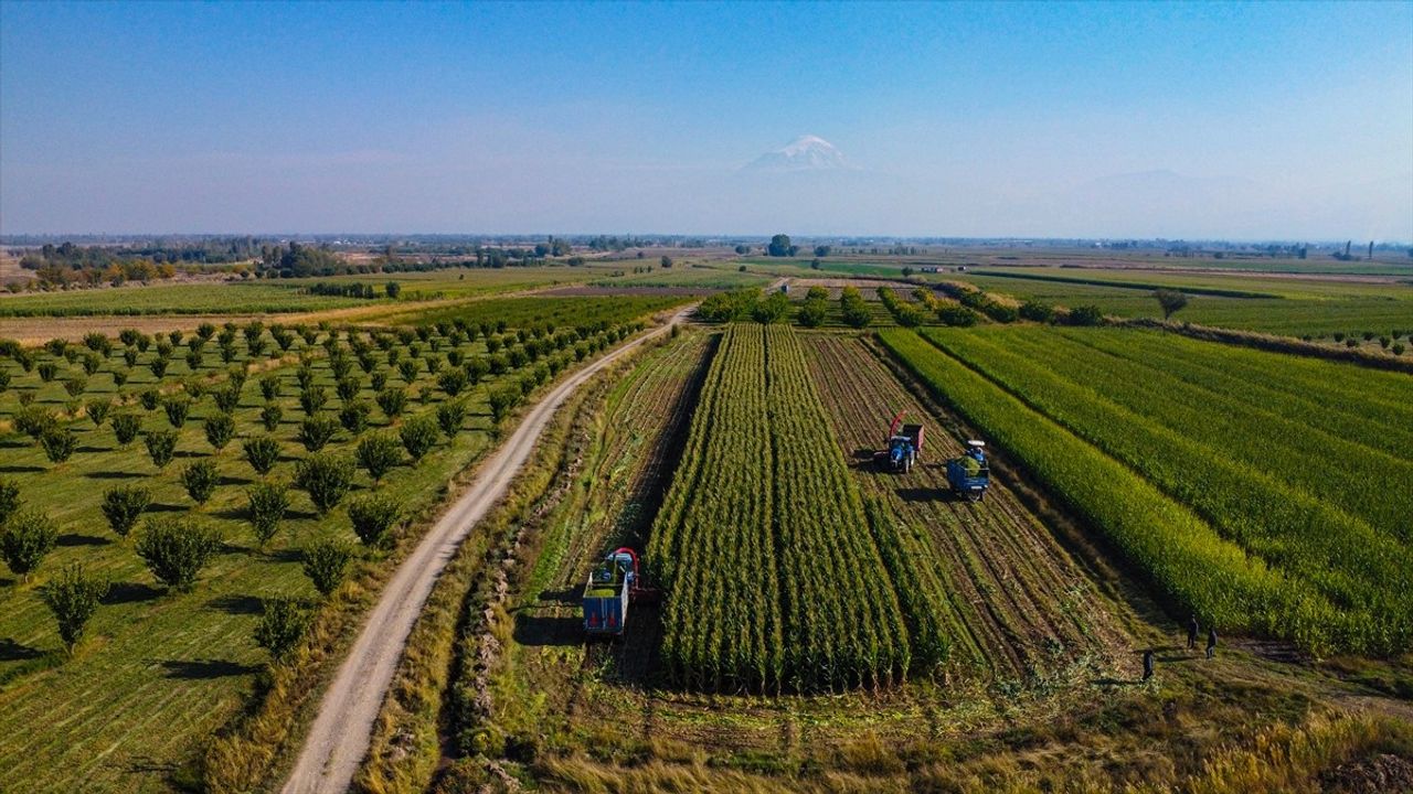 Iğdır'da Silajlık Mısır Hasadı Başladı — 172 Bin Ton Rekolte Bekleniyor