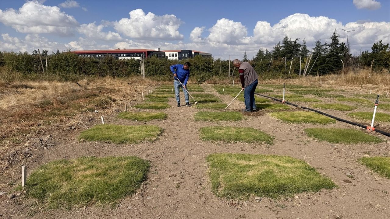 İklim Değişikliğine Dayanıklı Yerli Çimler: Hedef ABD ve Avrupa'ya İhracat